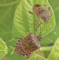 INTRODUCTION AND DISTRIBUTION IN SOYBEANS The brown marmorated stink bug (BMSB), Halyomorpha halys, is an invasive species from Asia that was first detected in the U.S., near Allentown, Pennsylvania, in the mid-1990s.