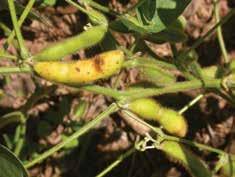 5). Feeding injury to larger developing seeds between R5 (beginning seed) and R6 (full seed) results in shriveled, deformed or even aborted seeds (Photo 6).