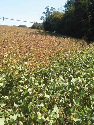 In response to stink bug feeding, soybeans will delay development in an effort to produce more seed to compensate for what may have been lost.