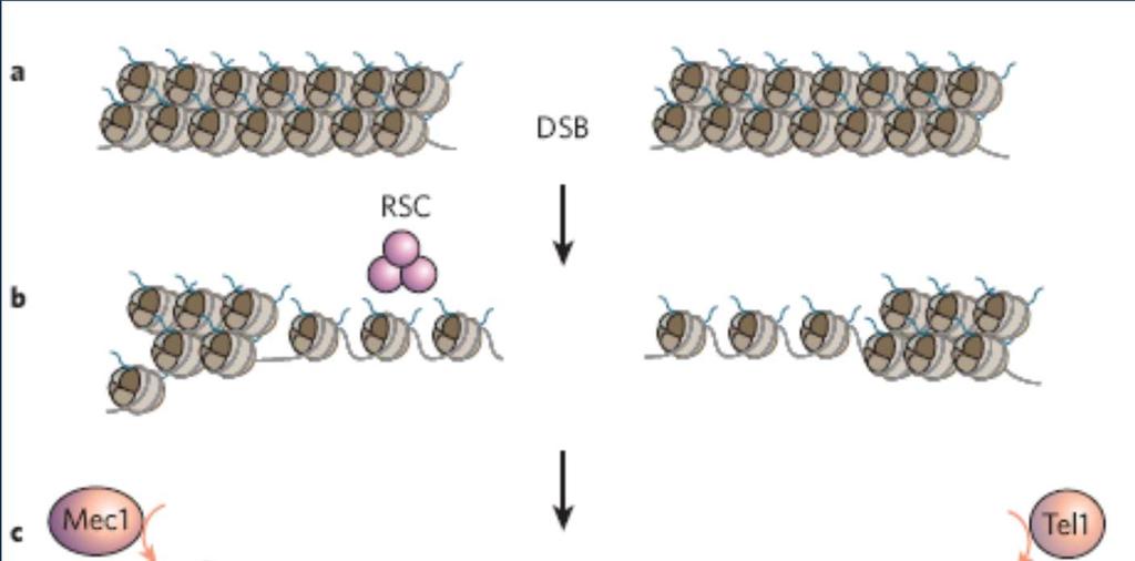 Chromating remodelling and DSBs RSC remodels the DSB