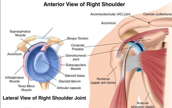 SHOULDER INJURIES Injuries to the shoulder girdle are vast and