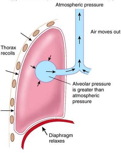 Pressure changes & Airflow During expiration: Decreased thoracic volume