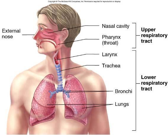 Anatomy Upper respiratory system Nose, nasal cavity,