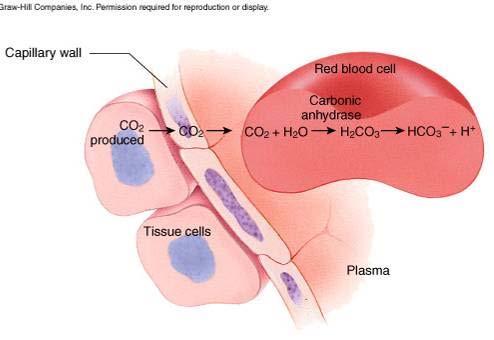 CO 2 Transport 7% as dissolved CO 2 23% attached to hemoglobin 70% as bicarbonate ions Carbonic anhydrase (enzyme) converts CO 2
