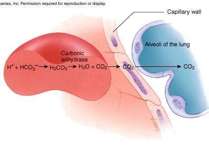 CO 2 Transport In lungs: the reverse reaction occurs, converting