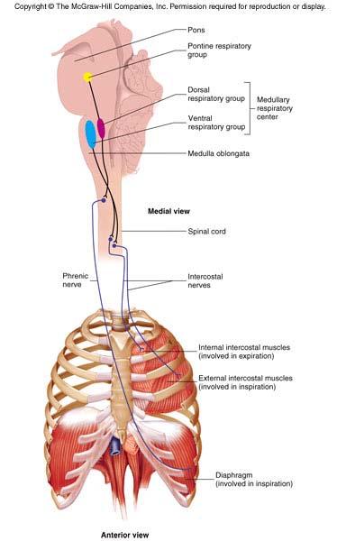 Respiratory Areas 2 medullary centers Dorsal nuclei contract diaphragm =?