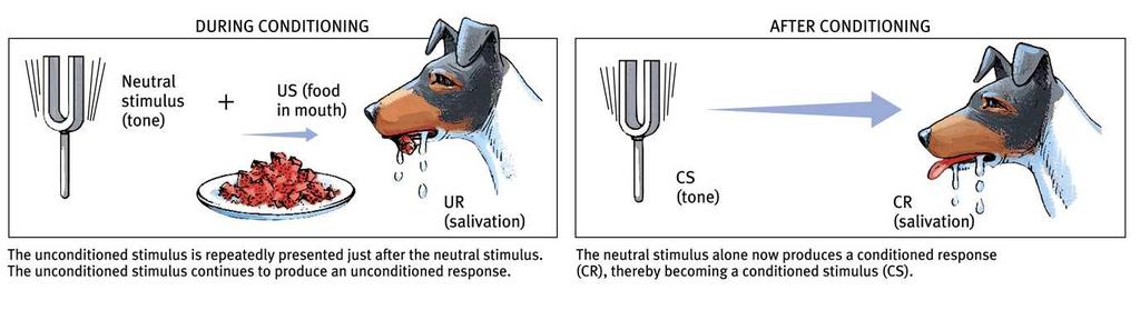 Pavlov s Experiments During conditioning: The neutral stimulus (tone) and the US (food) are paired, resulting in salivation
