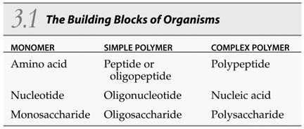 B. Macromolecules: Giant Polymers Macromolecules have specific threedimensional shapes.