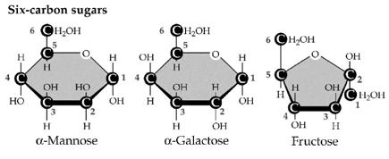 monosaccharides Glucose Galactose C.