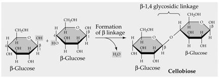 Glucose monomer and disaccharides Glycosidic