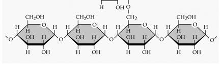 C. Carbohydrates: Sugars and Sugar Polymers Glycosidic Linkages Starches are formed by α-glycosidic