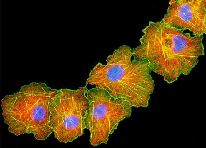 A Tour of the Cell reference: Chapter 6 Reference: Chapter 2 Monkey Fibroblast Cells stained with fluorescent dyes to show
