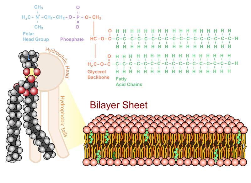Composed of a phospholipid bilayer with embedded proteins.