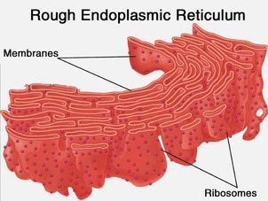 Rough because of the ribosomes attached