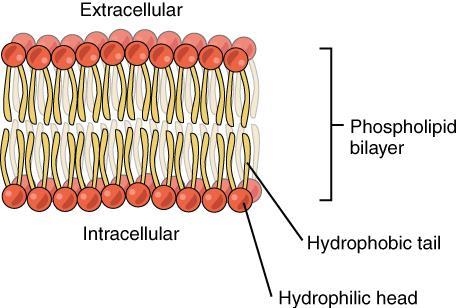 The water-hating hydrophobic tails of the phospholipid bilayer face the outside