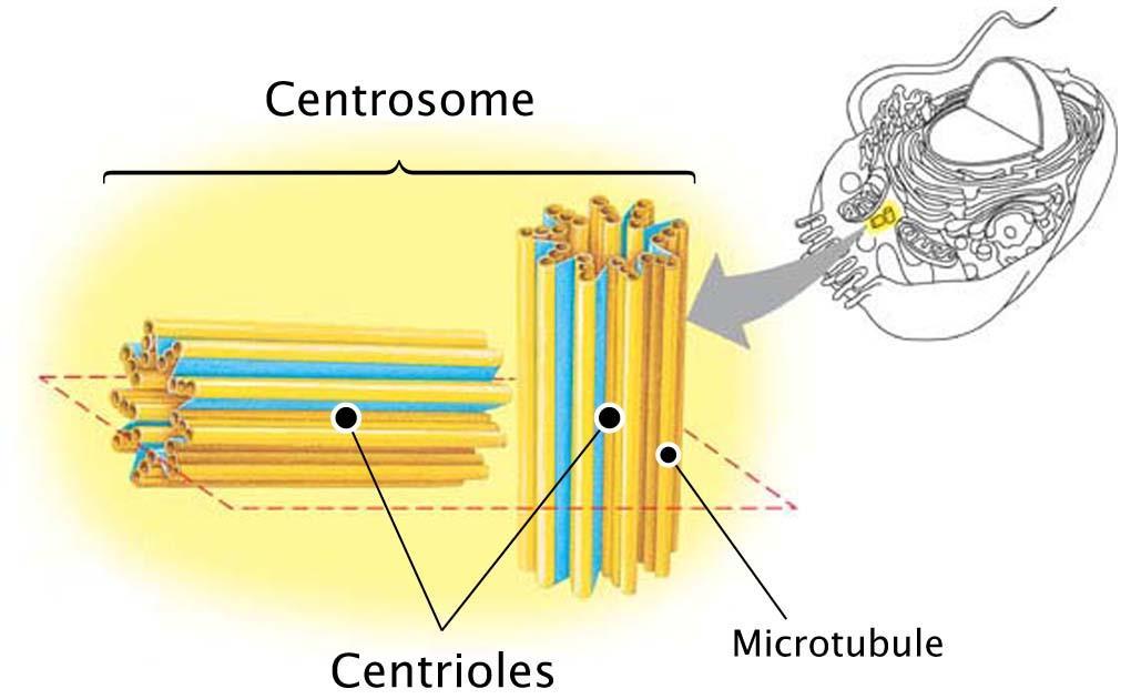 Two or more centrioles