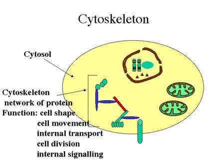 The cytoplasm essentially acts as a