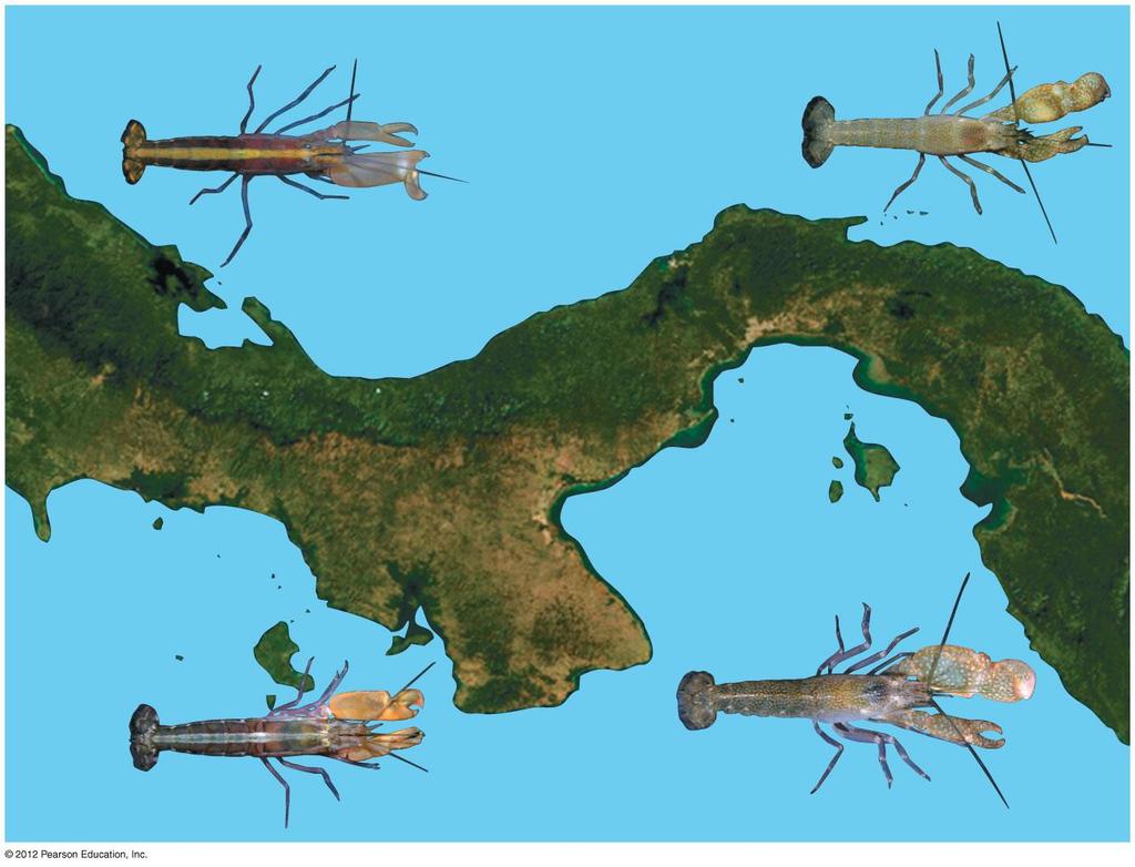 Figure 14.4B Allopatric speciation in snapping shrimp (Alpheus) A. formosus A.