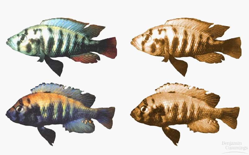 ex. cichlids in Lake Victoria, Africa 500 species adapted to different