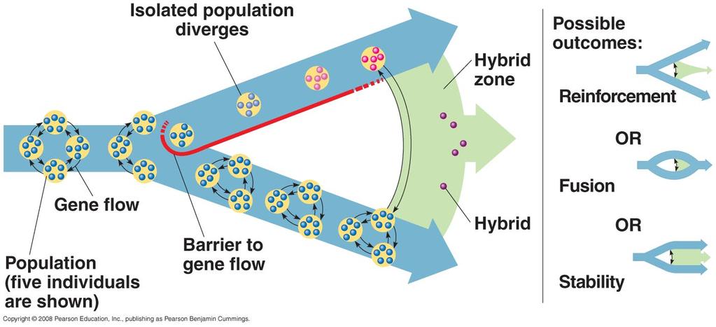 Hybrid Zones