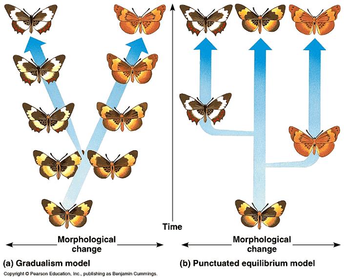 Speciation can occur rapidly or slowly fossil records indicate episodes of new species that appear suddenly and then disappear Punctuated equilibrium long
