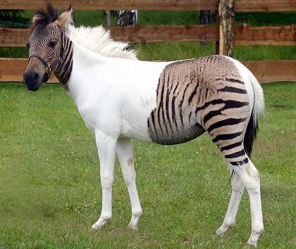 Other sterile hybrids A zebriod - zebra fathers and horse mothers A donkey