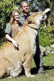 Ligers - male lion and a tigress, it has parents with the same genus but of
