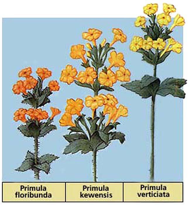 Allopolyploid example: PLANTS!