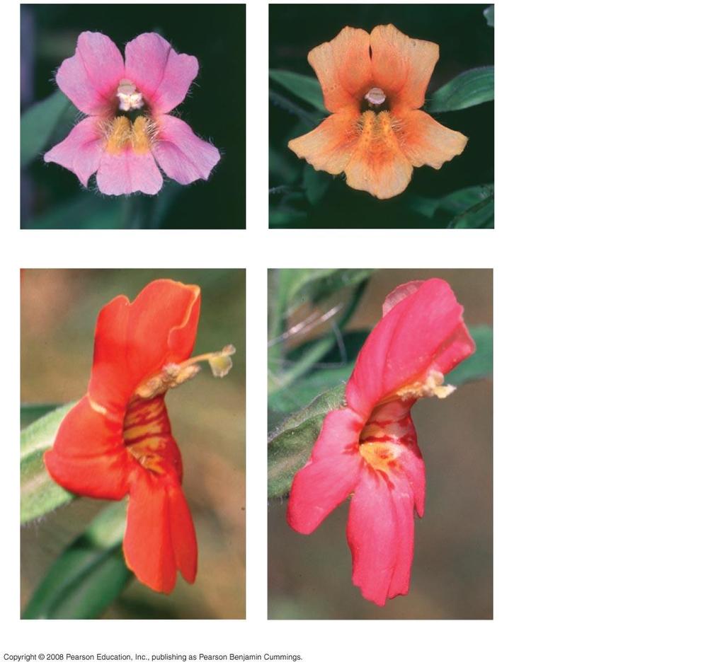 Fig. 24-20 (a) Typical Mimulus lewisii (b) M. lewisii with an M.