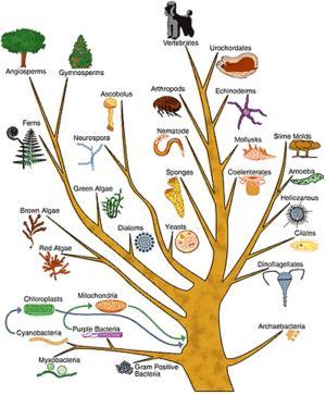 From Speciation to Macroevolution Macroevolution is the
