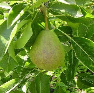 Dealing with mites Old answers Agri-Mek Some mites in pear are resistant Savey / Apollo Kills eggs Effective when used infrequently 1 application per season