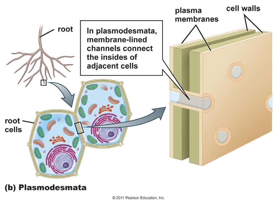Cell Communication Plasmodesmata: "holes" in the cell walls of plants to allow transfer of water