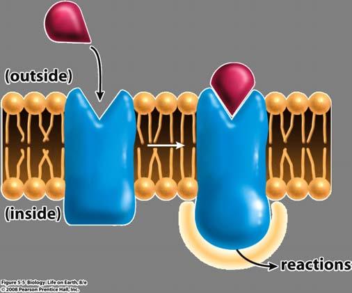 Receptor Proteins Have a binding site, or receptor, for a specific molecule.