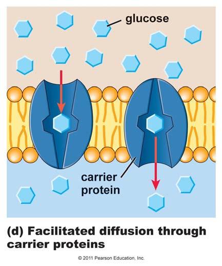 carrier proteins.