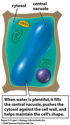 A full central vacuole exerts turgor pressure, pushing the cytosol against the cell