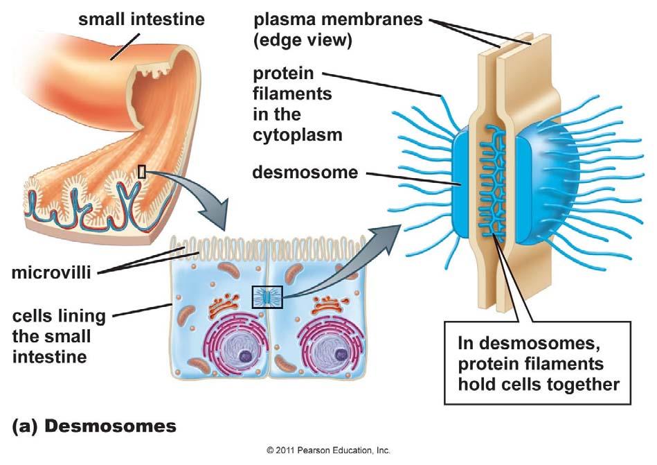 membrane.