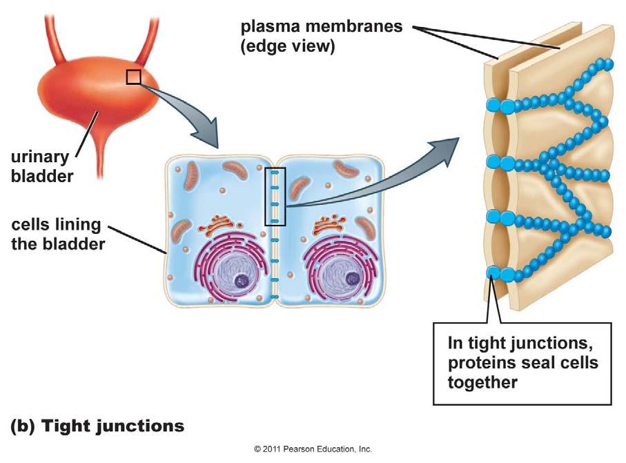 link the plasma membranes of adjacent cells.
