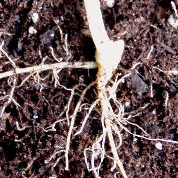 Roots:  Seeds: