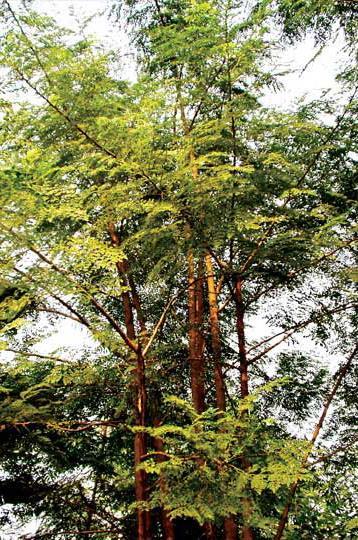 The Moringa Tree