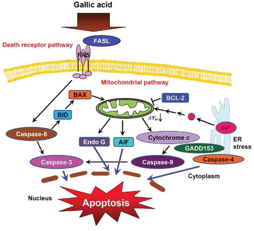 Figure 8. The proposed molecular signaling pathways of GA-induced cell cycle arrest and apoptosis in human leukemia HL-60 cells.