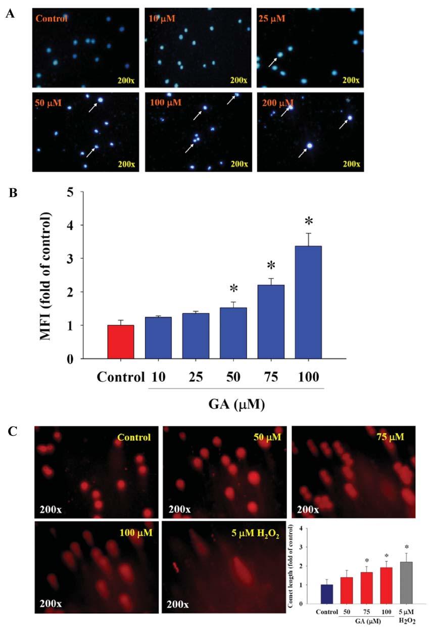 Figure 4. GA induced apoptosis and DNA damage in HL-60 cells. Cells were incubated with 0, 10, 25, 50, 75 or 100 μm GA for 24 h.