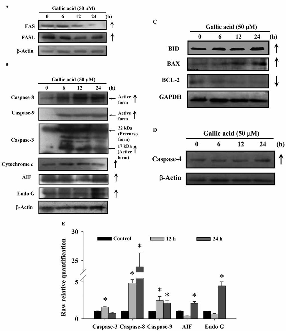 Figure 6. GA affected protein and mrna expression of apoptosis-related proteins in HL-60 cells. A total of 5 10 5 HL-60 cells/ml cells were treated with 50 μm GA for 0, 6, 12 and 24 h.