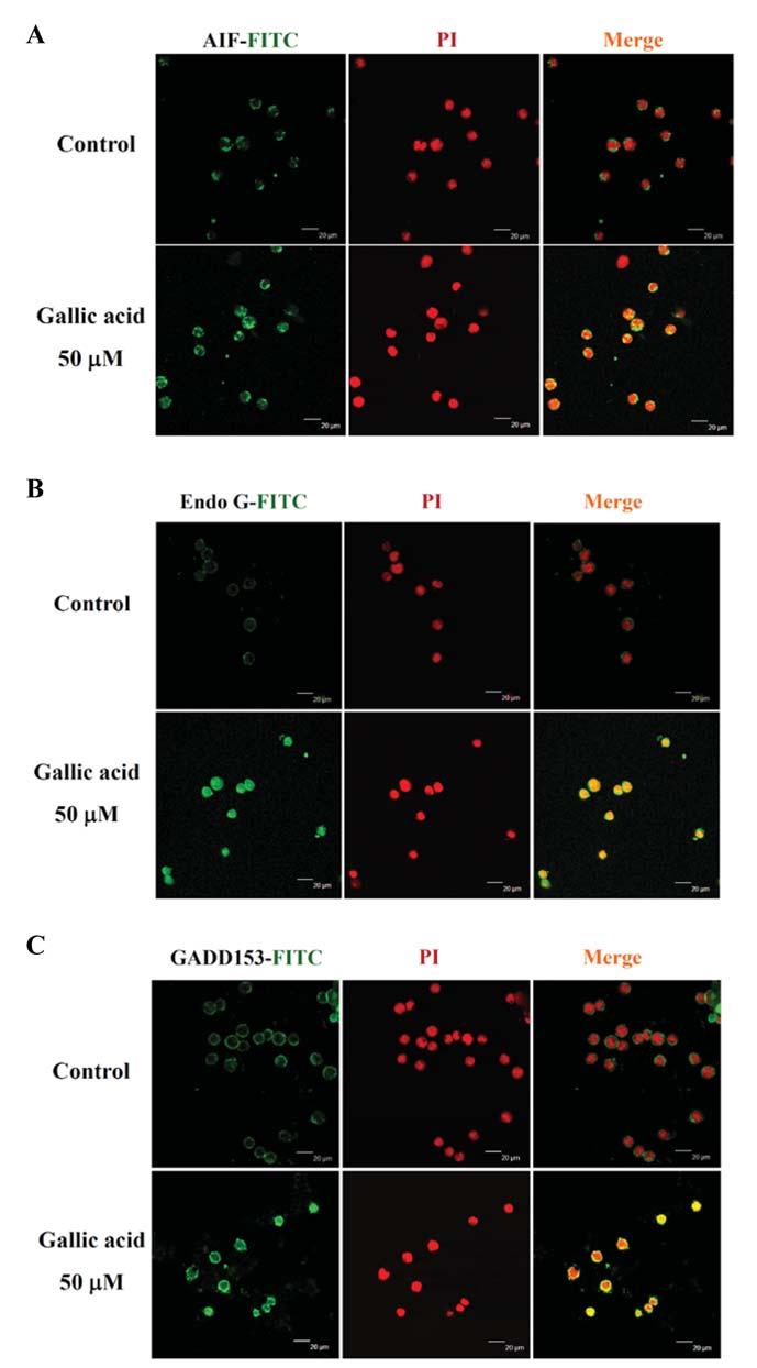 Yeh et al: Gallic Acid-induced Apoptosis of Human Leukemia HL-60 Cells Figure 7. GA stimulated translocation of AIF, EngoG and GADD153 proteins.