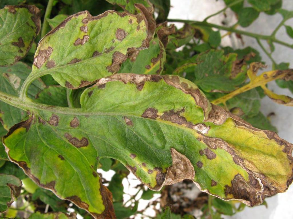 Foliar Diseases - Fungal 1. Target Spot Corynespora cassiicola 2. Early Blight Alternaria solani 3. Black Mold Alternaria alternata 4.