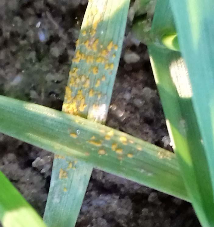 Most susceptible: Yellow rust Reflection, Cordiale, Gallant, JB Diego, Grafton and