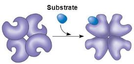 subunits or between two proteins 4) Proteolytic cleavage Allosteric Regulation Allosteric enzymes are multi-subunit enzymes with catalytic (active site) and regulatory subunits.