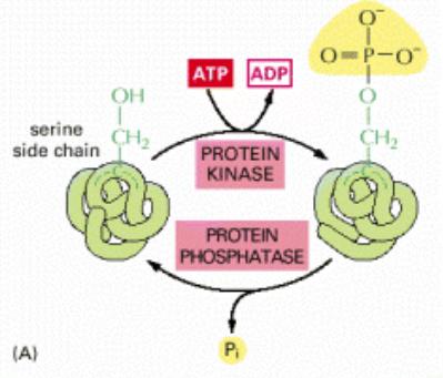 Dephosphorylation by hydrolysis is catalyzed by protein phosphatases. Note: Dephosphorylation is not the reversal of phosphorylation.