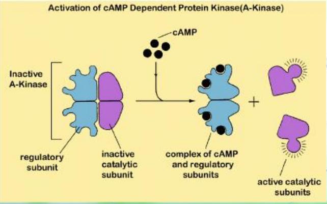 Protein Kinase A (serine/threonine protein kinase) phophorylates many