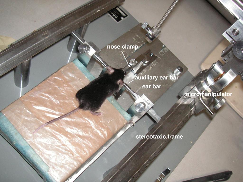 www.bio-protocol.org/e2346 tympanic membranes. Make sure that the auxiliary ear bar and the midline of the mouse are vertically placed. b. Insert the ear bars of the stereotaxic frame into the auxiliary ear bar.