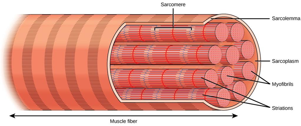 Muscle System Skeletal muscle fiber (cell) is surrounded by a plasma membrane called the sarcolemma, with a cytoplasm called the sarcoplasm Skeletal muscle fiber is composed